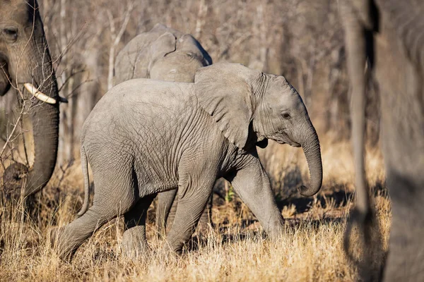 างทารกเด นในตอนเช าในเขตสงวนเกมในภ ภาค Greater Kruger ในแอฟร กาใต — ภาพถ่ายสต็อก