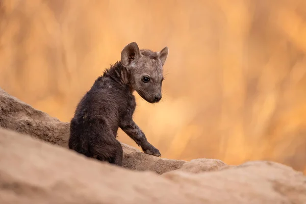 Bebê Hiena Comemorando Covil Início Manhã Uma Reserva Caça Região — Fotografia de Stock