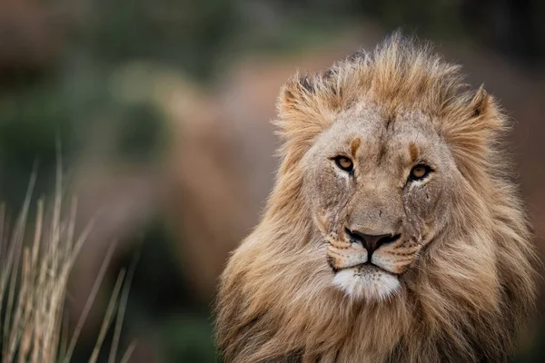 南非Kwa Zulu Natal的Nkomazi野生动物保护区一只休息的雄狮的肖像 有复制空间 — 图库照片