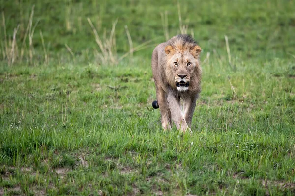 León Macho Que Desciende Una Reserva Caza Kwa Zulu Natal — Foto de Stock