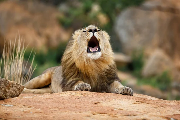 Manligt Lejon Vrålar Nkomazi Game Reserve Kwa Zulu Natal Sydafrika — Stockfoto