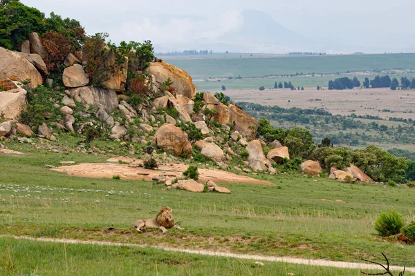 Leão Macho Descansando Uma Grande Paisagem Nkomazi Game Reserve Kwa — Fotografia de Stock