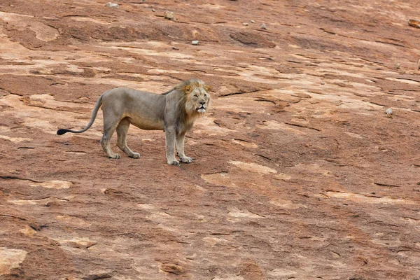 南非Kwa Zulu Natal的Nkomazi野生动物保护区 雄狮站在岩石高原上 有复制空间 — 图库照片