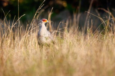 Güney Afrika 'da, Kwa Zulu Natal' daki Nkomazi oyun parkında uzun otların üzerinde duran Sekreter Kuşu.