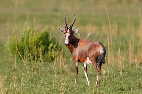 Blesbok นอย ในหญ ยวในเขตสงวนเกม Nkomazi ในAv Zulu Natal ในแอฟร กาใต — ภาพถ่ายสต็อก