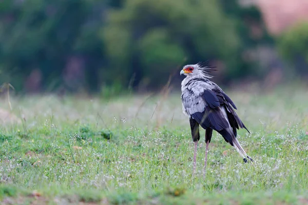Burung Sekretaris Berdiri Rumput Panjang Nkomazi Game Reserve Kwa Zulu — Stok Foto