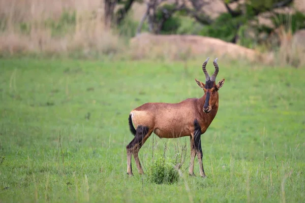 Rotes Hartebeest Steht Grünen Gras Nkomazi Game Reserve Kwa Zulu — Stockfoto