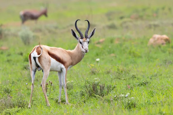 Springbok Στέκεται Στο Πράσινο Γρασίδι Στο Nkomazi Game Reserve Kwa — Φωτογραφία Αρχείου