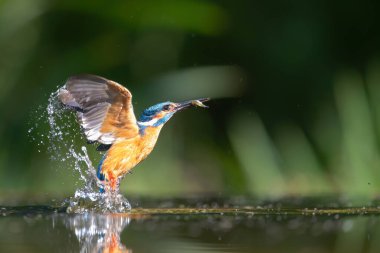 Hollanda 'da balık avladıktan sonra sudan çıkan Kingfisher
