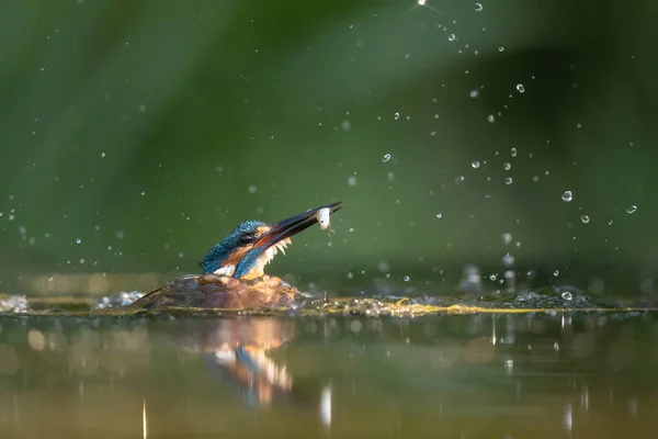 Common Kingfisher Saliendo Del Agua Después Bucear Para Pescar Los —  Fotos de Stock