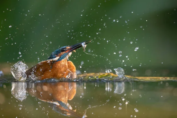 Common Kingfisher Saliendo Del Agua Después Bucear Para Pescar Los —  Fotos de Stock