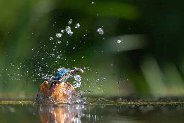 Kingfisher Comum Saindo Água Após Mergulho Para Peixes Nos Países — Fotografia de Stock