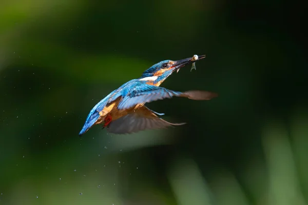 Közös Kingfisher Repül Egy Halat Miután Búvárkodás Halak Hollandiában — Stock Fotó