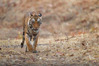 Genç kaplan, Hindistan 'daki Bandhavgarh Ulusal Parkı' nda küçük açık bir arazide yürüyor.