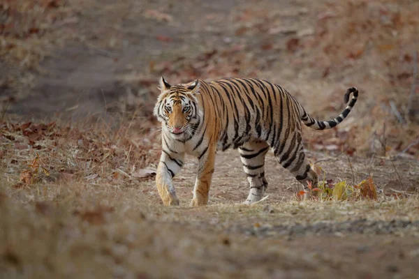 Тигр Молода Самиця Йде Малому Відкритому Полі Бандгавгарському Національному Парку — стокове фото