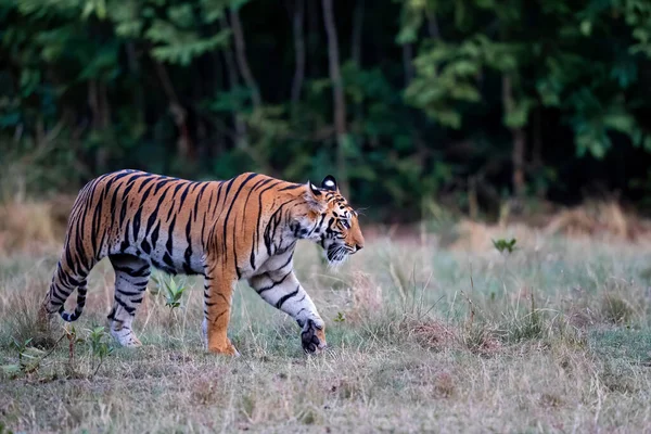 Tiger Junges Weibchen Geht Über Ein Kleines Offenes Feld Bandhavgarh — Stockfoto