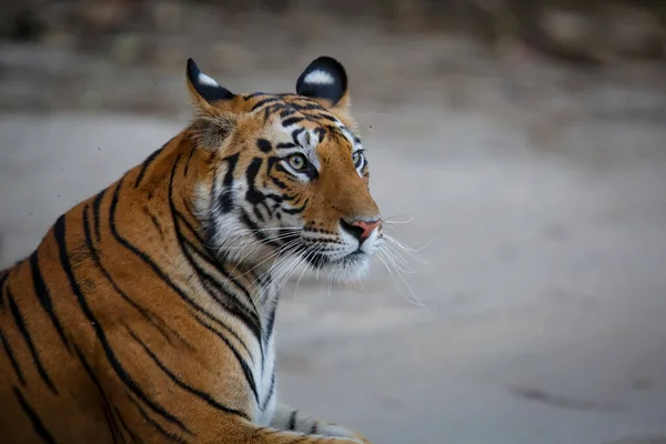 Retrato Una Joven Tigre Descansando Parque Nacional Bandhavgarh India — Foto de Stock