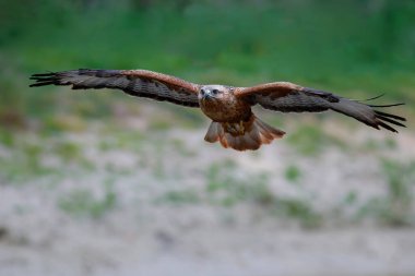 Hollanda 'da uçan uzun bacaklı akbaba (Buteo rufinus)
