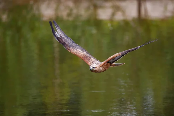 Длинноногий Канюк Buteo Rufinus Летит Нидерландах — стоковое фото