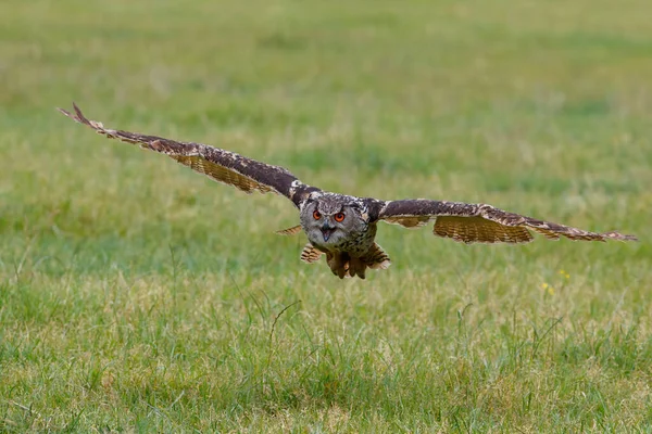 Europeisk Örnuggla Bubo Bubo Som Flyger Över Ängarna Nederländerna — Stockfoto