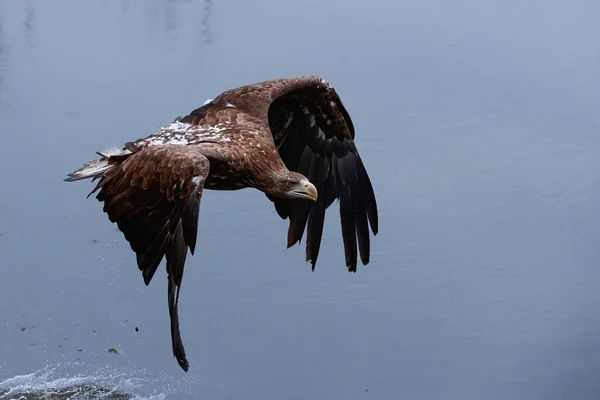 Stock image White Tailed Eagle (Haliaeetus albicilla)flying over a pond for food in the Netherlands