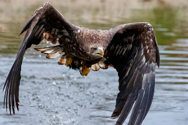 在荷兰 白尾鹰 Haliaeeetus Albicilla 在池塘上空盘旋觅食 — 图库照片