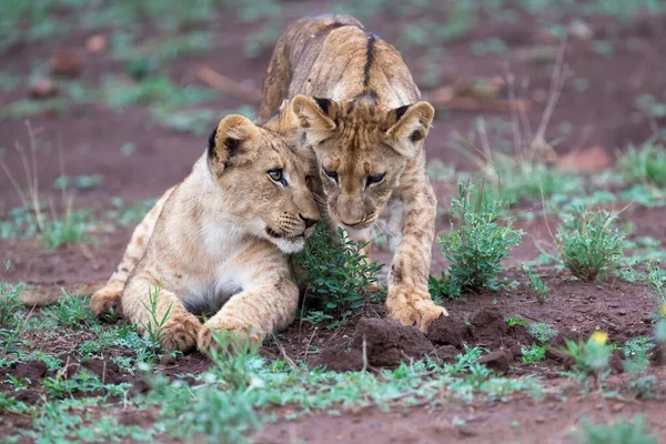 Dwa Młode Lwy Okazują Sobie Uczucia Zimanga Game Reserve Kwa — Zdjęcie stockowe