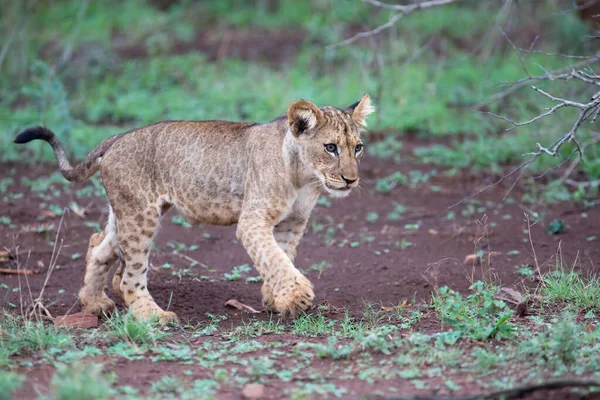 Filhote Leão Bonito Andando Zimanga Game Reserve África Sul — Fotografia de Stock