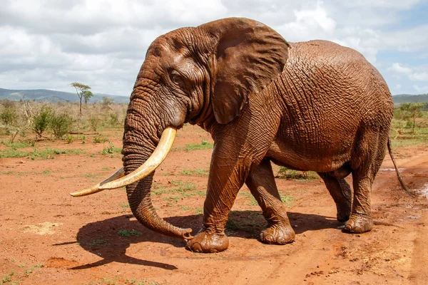 Encontro Próximo Com Touro Elefante Caminhando Zimanga Game Reserve Kwa — Fotografia de Stock