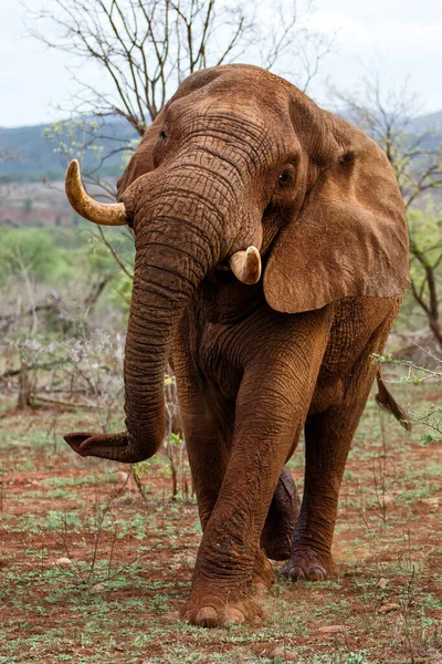 Encuentro Cercano Con Toro Elefante Caminando Reserva Caza Zimanga Kwa — Foto de Stock