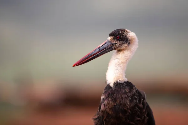 Retrato Uma Cegonha Pescoço Zimanga Reserva Caça Kwa Zulu Natal — Fotografia de Stock