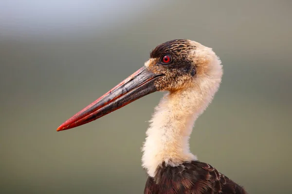 Portrét Vrásčitého Čápa Zimanga Game Reserve Kwa Zulu Natal Jižní — Stock fotografie