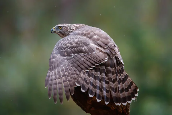 Północny Goshawk Siedzący Accipiter Gentilis Gałęzi Lesie Noord Brabant Holandii — Zdjęcie stockowe