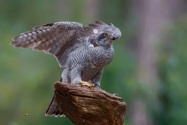 オランダのノード ブラバントの森の支店に座っている北ゴシャワク Accipiter Gentilis — ストック写真