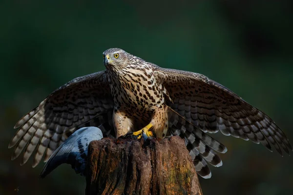 Habicht Accipiter Gentilis Auf Einem Ast Sitzend Mit Einer Taube — Stockfoto