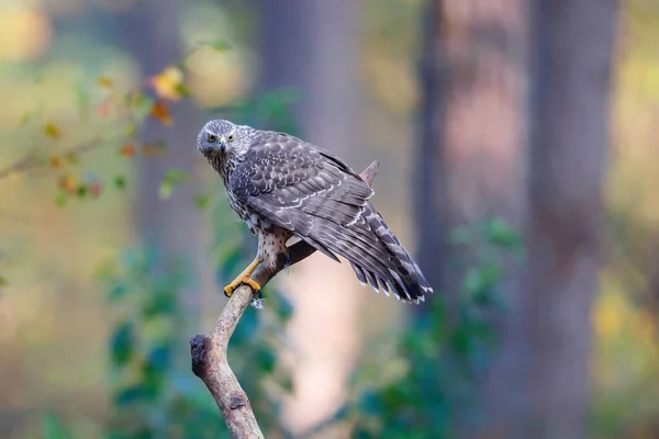 Northern Goshawk Zit Accipiter Gentilis Een Tak Het Noord Brabantse — Stockfoto