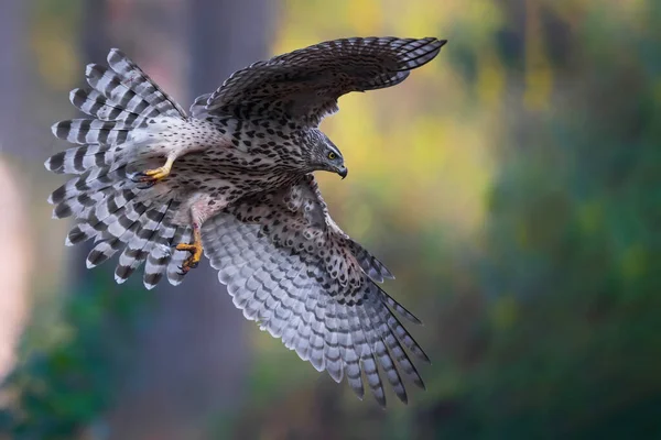 Northern Goshawk Accipiter Gentilis Létající Lesích Noord Brabant Nizozemsku — Stock fotografie