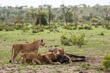 Güney Afrika 'nın Büyük Kruger Bölgesi' nde Sabi Kumları 'nda dişi bir bizonu öldüren aslanlar. 