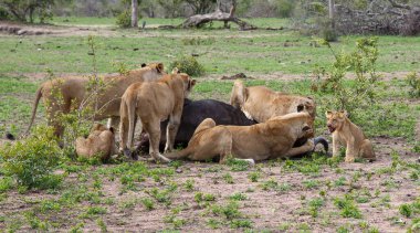 Güney Afrika 'nın Büyük Kruger Bölgesi' nde Sabi Kumları 'nda dişi bir bizonu öldüren aslanlar. 