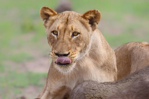 Leeuw Eet Een Vrouwelijke Buffel Een Wildreservaat Grote Kruger Regio — Stockfoto