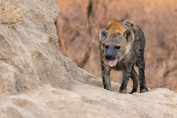 Hyena Saindo Cova Início Manhã Sob Luz Quente Nascer Sol — Fotografia de Stock