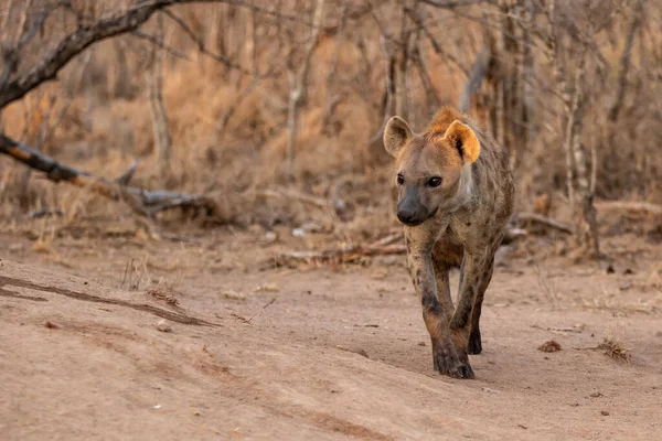 Hyäne Kommt Frühmorgens Warmen Licht Des Sonnenaufgangs Sabi Sands Wildreservat — Stockfoto