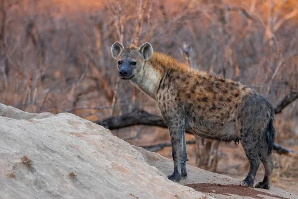 Hyäne Kommt Frühmorgens Warmen Licht Des Sonnenaufgangs Sabi Sands Wildreservat — Stockfoto