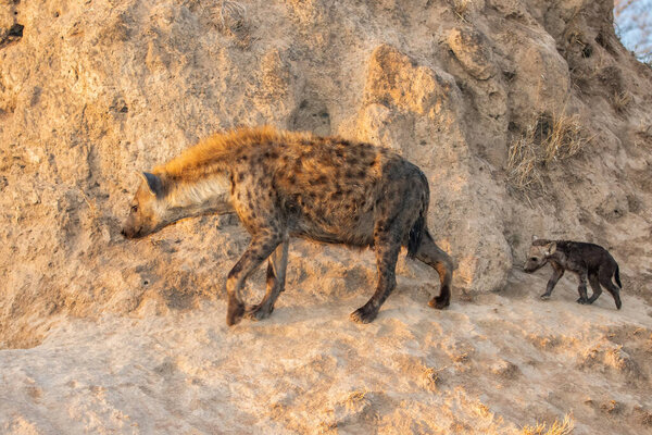 Hyena family coming out of the den early in the morning in the warm light of the sunrise in Sabi Sands game reserve in the Greater Kruger Region in South Africa