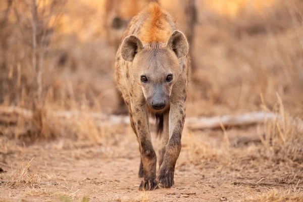 Hyena Vychází Doupěte Brzy Ráno Teplém Světle Východu Slunce Sabi — Stock fotografie