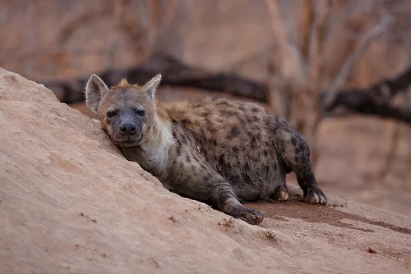 Hyäne Kommt Frühmorgens Warmen Licht Des Sonnenaufgangs Sabi Sands Wildreservat — Stockfoto