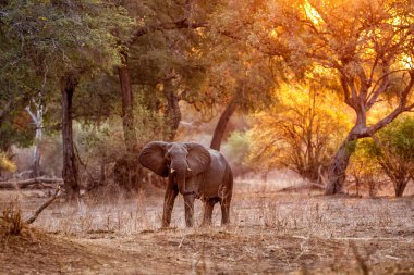 Gün batımında büyük ağaçların arasında duran fil boğası Zimbabwe 'deki Mana Havuz Ulusal Parkı' nın nehir kenarında.