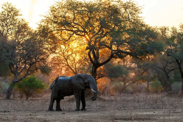 Elefánt Bika Áll Nagy Fák Között Naplementekor Mana Pools Nemzeti — Stock Fotó