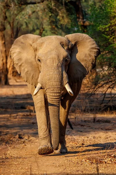 Fechar Encouter Com Touro Elefante Caminhando Parque Nacional Mana Pools — Fotografia de Stock