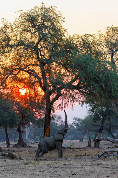 Elephant bull reaching for food at sunset between the big trees in Mana Pools National Park in Zimbabwe